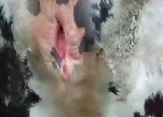 İnek