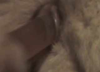 Sticking a big dildo in horse tight ass