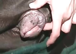 Cute little pet is sucking off the cock of a horny fellow