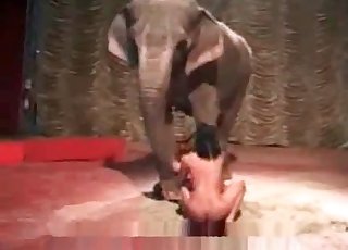 Elephant sees a hot honey delectation herself